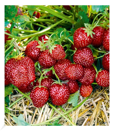 Erdbeere hummi - erdbeere, "hummi®