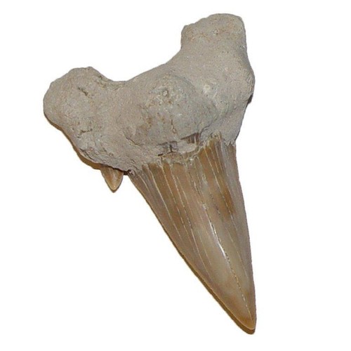 Haizahn versteinert fossil - versteinert,