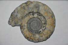 Ammonit Arietites über 14kg Fossil Schwäbische Alb 33cm