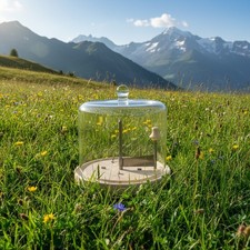 SET GIROLLE HAUBE GLASGLOCKE