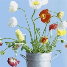 20 Servietten Poppies Mohn