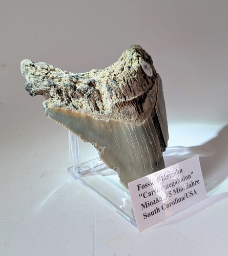 Fossiler haizahn megalodon - haizahn,,