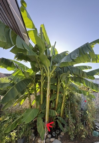 Bananenpflanze 3 70 m - bananenpflanze, 3,70