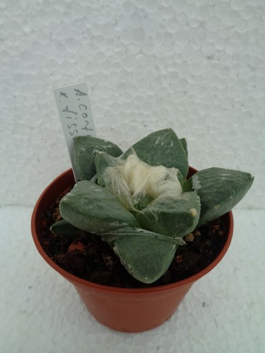 Ariocarpus confusus - , x