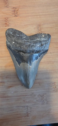 Riesiger megalodon - 13,6,
