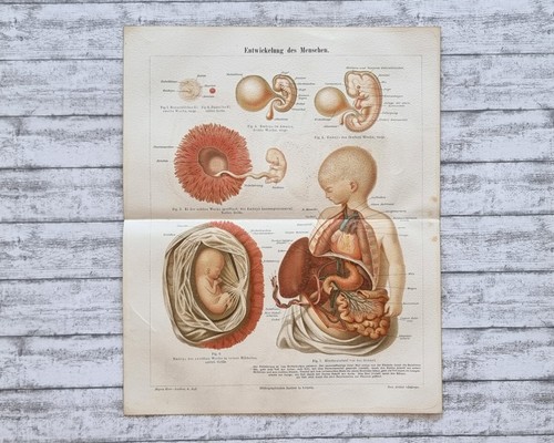 Entwicklung menschen embryo - entwicklung,