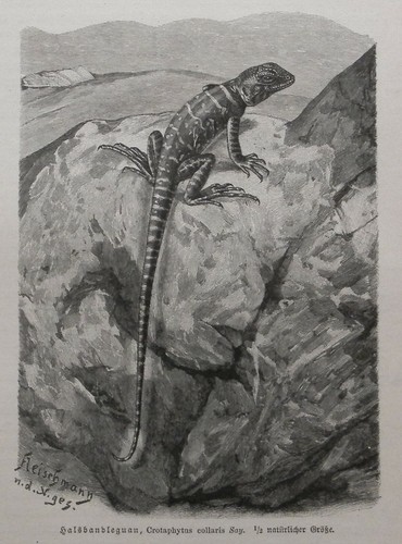 Halsbandleguan crotaphytus - halsbandleguan,