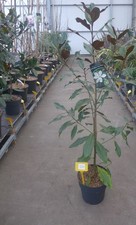 Magnolia Grandiflora Kay