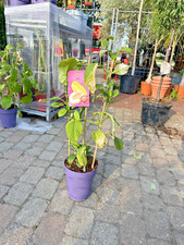 Passiflora quadrangularis 80–110cm Riesengranadilla Königsgranadilla Passionsblu