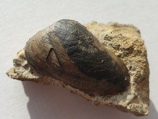 Super Pleuromya uniformis -