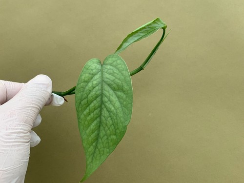 Epipremnum pinnatum cebu blue - cebu,