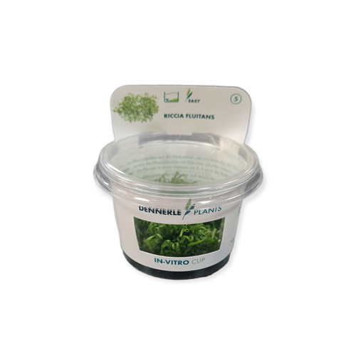 Riccia fluitans invitro - -,