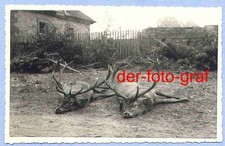 Foto, 2  erlegte Hirsche, 12