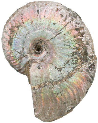 Kreide aioloceras besairiei - ,