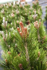 Pinus heldreichii 'Little Dracula', Bosnische Kiefer, 50–60 cm