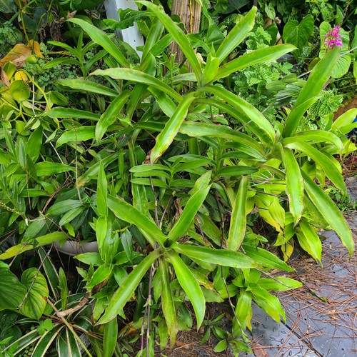 Callisia fragrans basket plant - callisia,