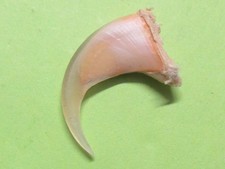 Luchskralle    Trophäen