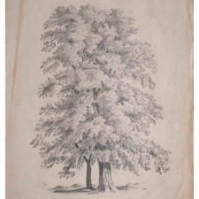 Baum Botanik Baumstudie Studie