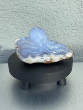 Blue Lace Tintenfisch ca. 519g