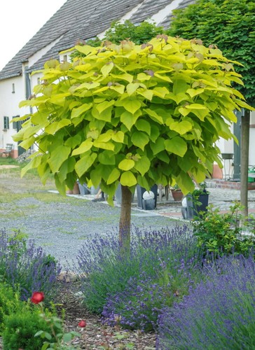 Kugel trompetenbaum aurea - kugel-trompetenbaum,