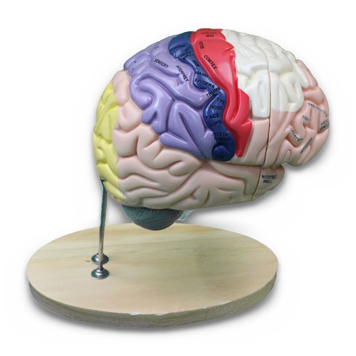 Vevor anatomisches - vevor,