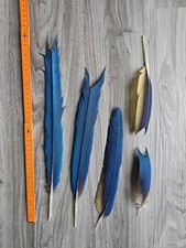 5x blau gelb 💙💛 Vogelfeder Papageienfeder Feder Papagei basteln mit MAKEL!