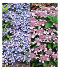 Zwerg-Hortensien-Kollektion,1