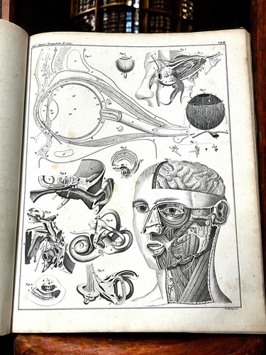 Oken naturgeschichte 1843 - oken’s,