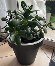 Affenbrotbaum Geldbaum Pfennigbaum Crassula Zimmerpflanze 55x40cm