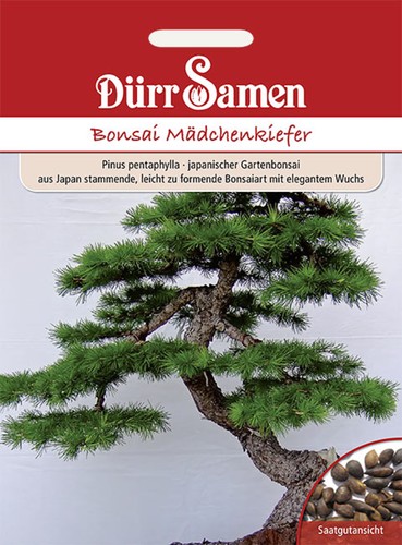 Bonsai samen mädchen kiefer - bonsai-samen, mädchen-kiefer