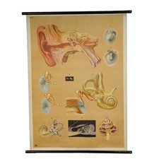 Schulwandkarte Anatomie Poster Rollbild Lehrtafel Medizin Menschliches Ohr