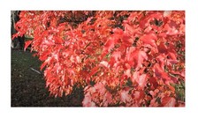 10x  Feuerahorn Baum Ahorn ginnala Garten Pflanzen - Samen B509