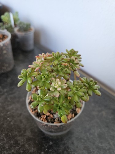 Sukkulente aeonium sedifolium - aeonium,
