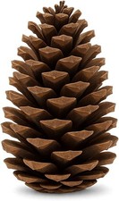 NaDeco Pinus maritima 10-14cm