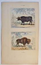 Büffel / Bison - Buffle /