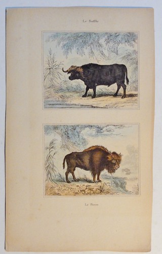 Büffel bison buffle - /,