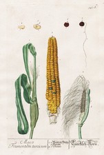 Zea mays Mais Maize Kukuruz Botanik botany Blackwell Kräuterbuch engraving