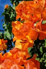 Bengal orange - bengal, orange**