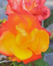 NEU - Kletterrose Climbing Tempi Moderni ®  Barni -  gelb, orange mit rot - Co.