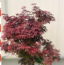 Roter Fächerahorn Acer Palmatum Shaina Hochstamm 80 - 100 cm Ahorn