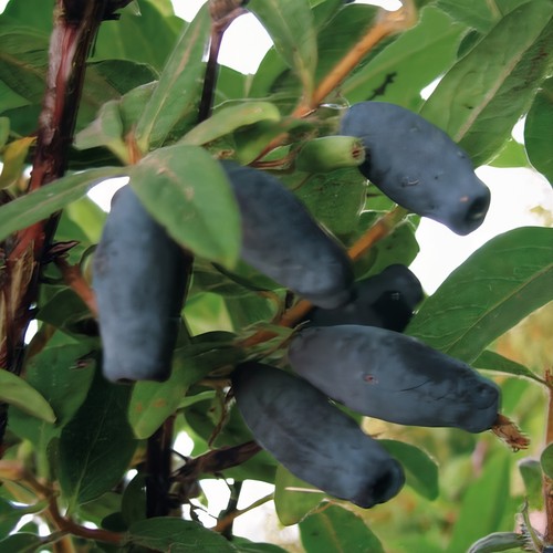 Großfruchtige maibeere - großfruchtige,