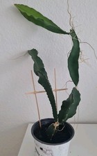 Pitahaya Drachenfrucht  Kaktus / Sukkulente Ableger im Topf, Pflanze