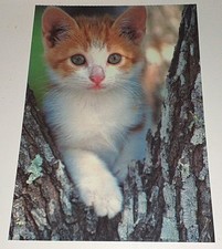Katzenbaby Kätzchen Cat Kitten Tier Postkarte Postcard Ak Katzenpostkarte 