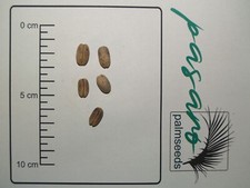 100x Palmen Samen Phoenix