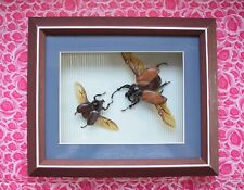 REDUZIERTE Käfer im Schaukasten 30x25x6,5. Insekten, Schmetterlinge, Libellen