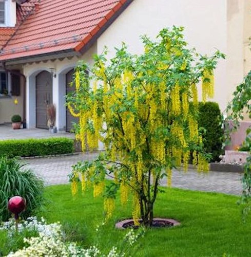 Hochstamm edel goldregen - hochstamm,