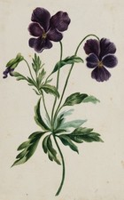 Dunkelviolette Stiefmütterchen, Gouache Biedermeier Botanisc Unbekannt (19.Jhd)