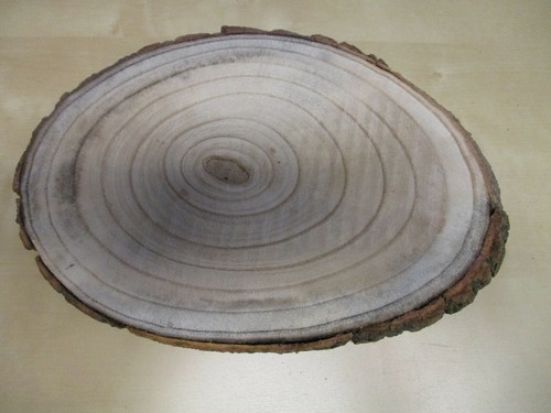 Baumscheibe paulownia - baumscheibe,