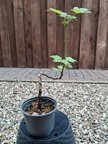 Bergahorn pre bonsai - pre, bonsai,