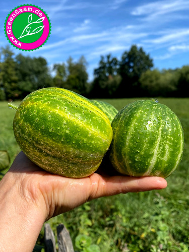 Gurke richmond green apple - gurke,